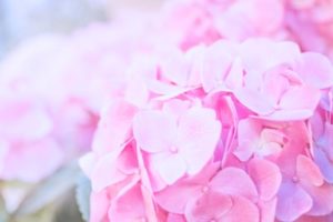 岡部由紀子「たつた一つ咲いてくれたる」紫陽花の個の美しさ