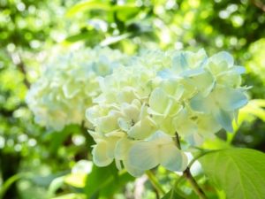 岡部由紀子「たつた一つ咲いてくれたる」紫陽花の個の美しさ