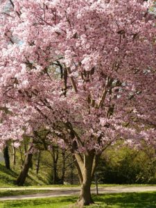 佐伯裕子「さようならのよう」大きな桜にとって日本の未来は